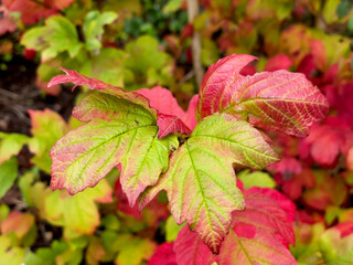 red and green leaves in the autumn close up