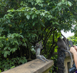 Three monkeys are sitting on a wall