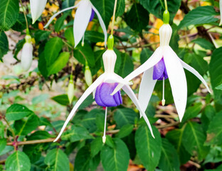 fuchsia flowers close up, bloosom in the garden