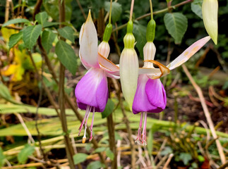 Pink fuchsia flowers close up