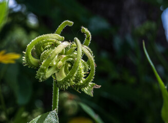 Macro shot of unopened green flower bud.