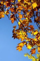 Yellow maple leaves illuminated by sunlight against the blue sky. Autumn yellow tree.