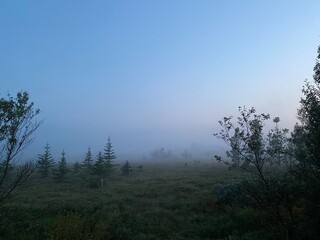 Foggy Icelandic countryside with green trees and soft autumn grass beneath a blue sky. Peaceful and mindful fall atmosphere.