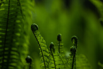 Emerging young fern shoots in green forest.