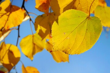 Yellow autumn leaves against the blue sky. Yellow leaf with blurred background