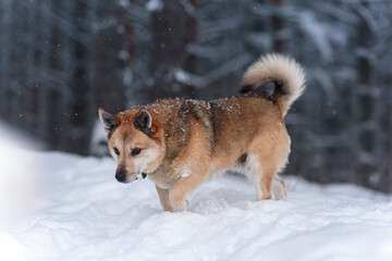 dog in snow