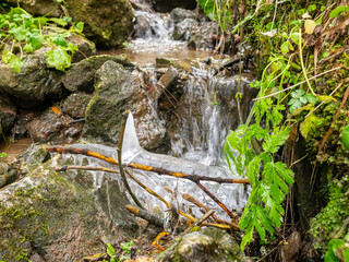 After a cold night, ice has formed between wooden branches in a small flowing stream