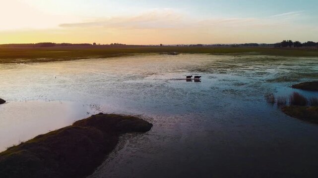 imagen a&eacute;rea de dos vacas atravesando una laguna al atardecer en las llanuras de los palmares del norte de Uruguay
