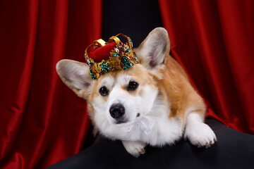 corgi
