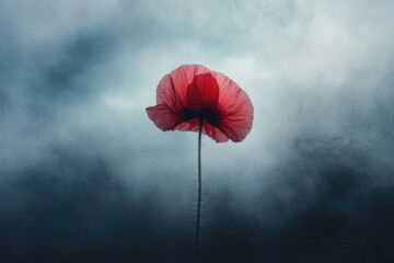 A solitary red poppy emerges vibrantly from a moody, atmospheric dark blue and grey background, symbolizing resilience and remembrance.