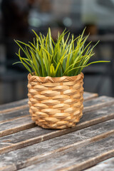 A green potted plant in a wicker basket placed on a wooden surface. Natural, rustic composition in warm, cozy tones