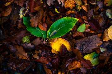 autumn leaves on the ground in the ground