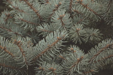 Moody atmosphere, close-up on a pine branch. Blurred background.pine branch background