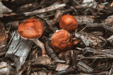 mushrooms in the forest