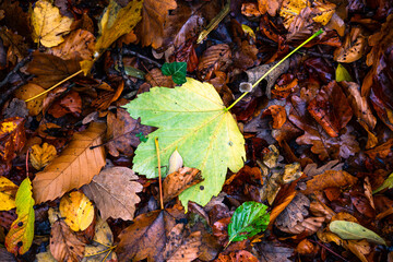 autumn leaves on the ground in the ground