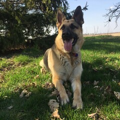 german shepherd dog