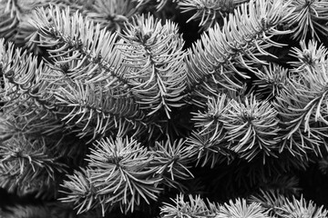 A moody atmosphere, close up on a pine branch. Blurred background. Pine branch background.