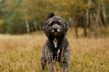 Hund steht auf einer Wiese und blickt in die Kamera mit Wald im Hintergrund 