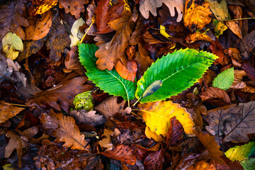 autumn leaves on the ground in the ground