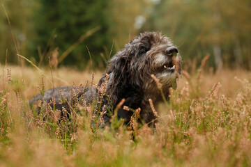 Hund liegt entspannt auf Wiese und kaut etwas