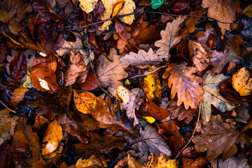 autumn leaves on the ground in the ground