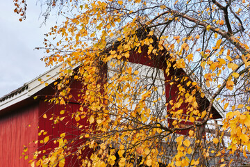 A birch tree by a barn in fall.