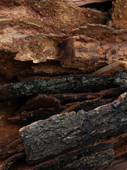 Rotten tree bark close-up texture
