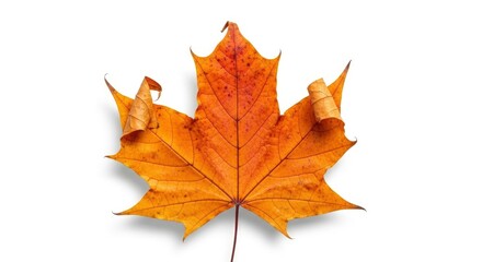 Obraz premium Vibrant autumn maple leaf with curled edges, isolated on a clean white background.