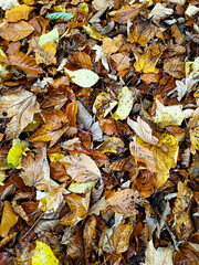 autumn leaves on the ground