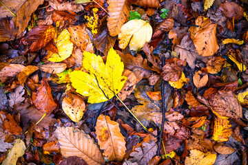 autumn leaves on the ground in the ground