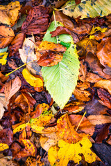 autumn leaves on the ground in the ground