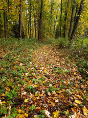 autumn in the forest 