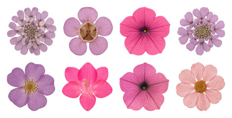 Vibrant floral collection, diverse petals.