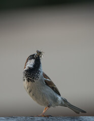 House Sparrow With Insect Prey (feeding behavior, vertical)