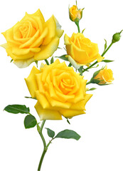 Yellow Rose flowers focus stacking close up isolated for love wedding and valentines day
