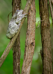 A well-camouflaged gray tree frog clings to the rough bark of a tree branch, blending seamlessly into its natural forest surroundings.