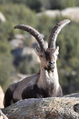 rebaño de cabras iberica españolas