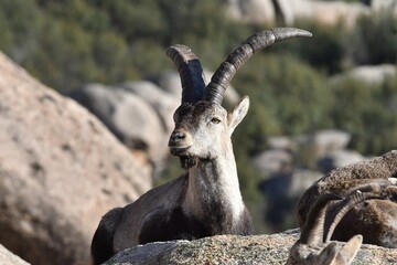 rebaño de cabras iberica españolas