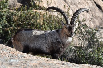 rebaño de cabras iberica españolas
