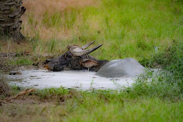 Wół leżący w kałuży błotnej na Borneo