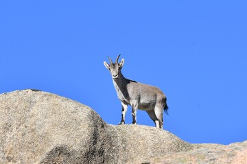 rebaño de cabras iberica españolas
