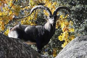 rebaño de cabras iberica españolas