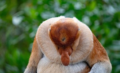 Nosacz sundajski - Nasalis larvatus - Borneo