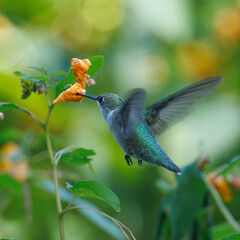 A vibrant hummingbird hovers near an orange flower, showcasing its iridescent feathers and delicate movements, set against a lush green background, capturing nature's beauty and grace.
