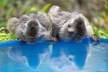 Małpy pijące wodę z basenu