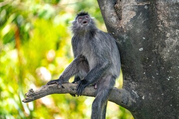 Lutung srebrzysty Borneo