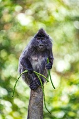 Lutung z pędami roślin, Borneo Malezja © Jacek