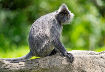 Lutung srebrzysty Borneo