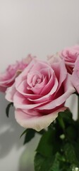 Beautiful pink roses in a simple vase on a light background