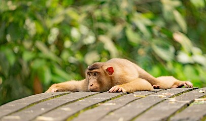 Makak odpoczywający na platformie, Borneo © Jacek